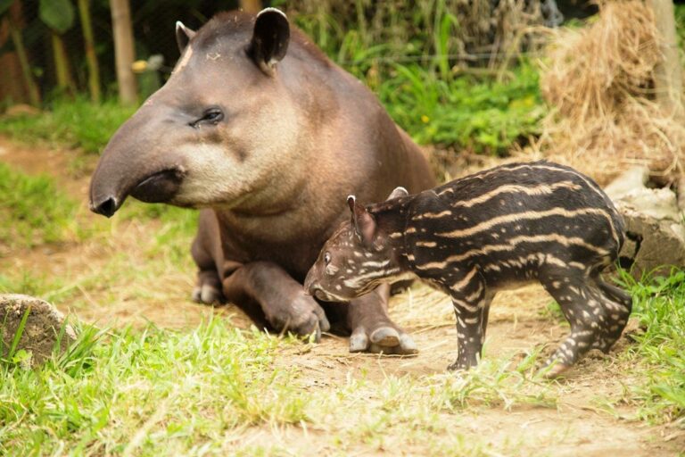 Une danta bébé (Tapirus bairdii) avec sa mère dans la forêt tropicale du Costa Rica.
