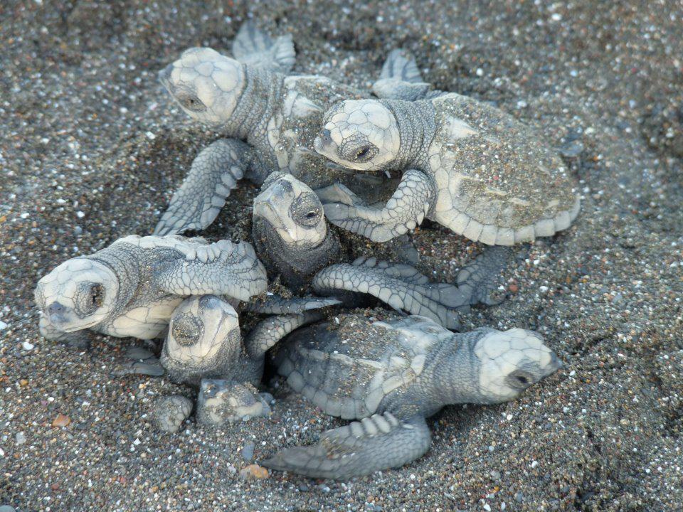 Des tortues marines nouveau-nées émergent de leur nid sur une plage de sable gris au Costa Rica.