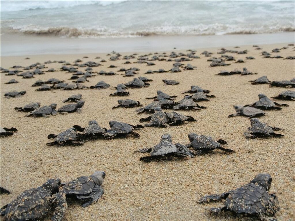 Un centaine de tortues marines nouveau-nées se dirigent vers l'océan sur une plage de Tortuguero, Costa Rica.