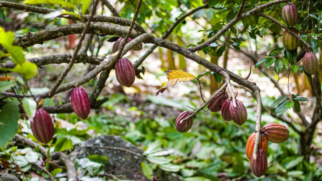 Séjour à Monteverde. Voyager au Costa Rica
