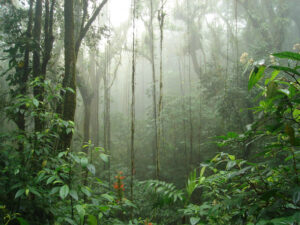 La saison des pluies au Costa Rica, foret nuageuse au Costa Rica