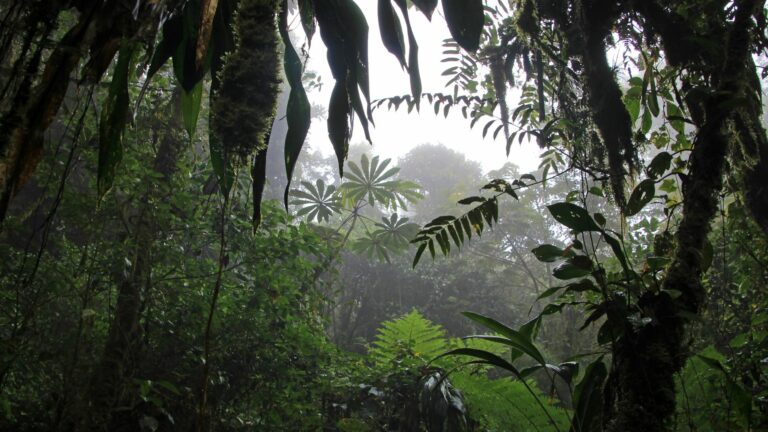 monteverde
