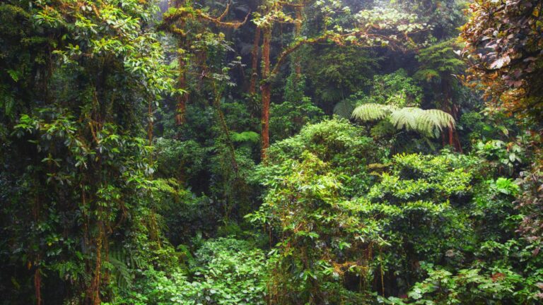 monteverde1
