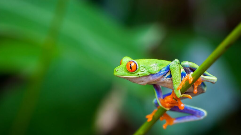Séjour au Volcan Arenal