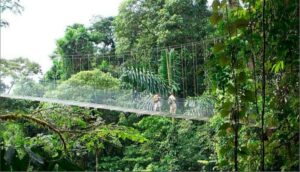 arenal-2
