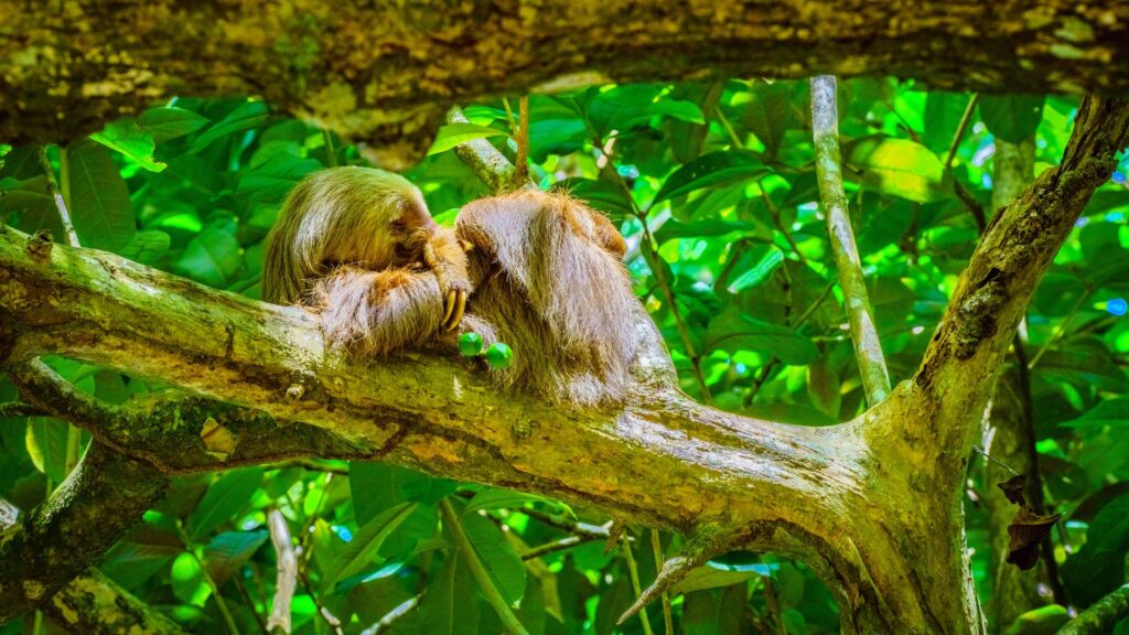 Organiser votre voyage au Costa Rica