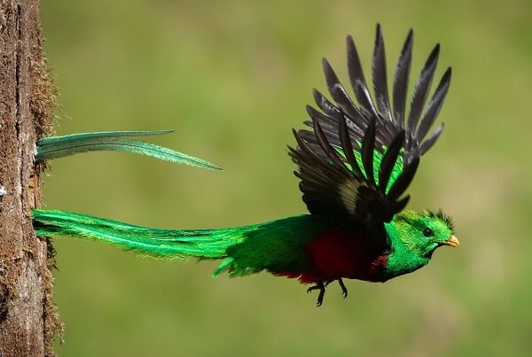 Observer la faune du Costa Rica, le quetzal