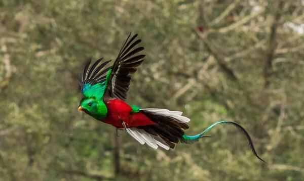 Voyager au Costa Rica avec Air France, le quetzal