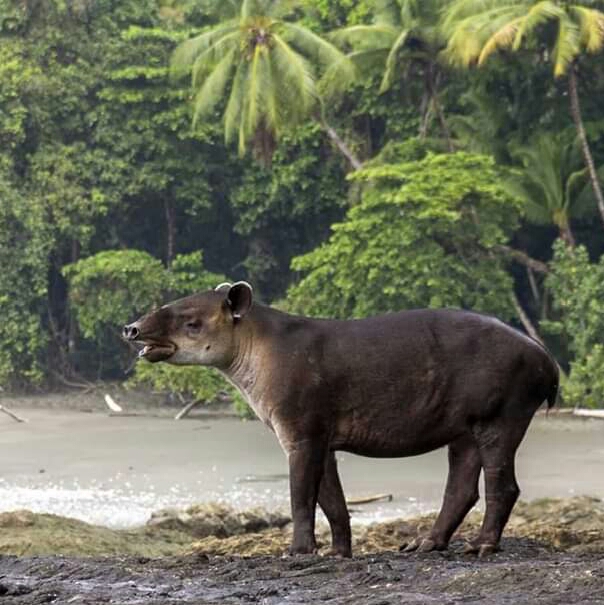 Observer la faune du Costa Rica, le tapir au parc de Corcovado
