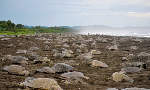 Arribada au Costa Rica. observation des tortues, voyage au Costa Rica