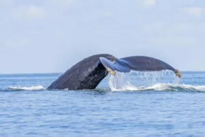 Costa Rica en septembre et octobre, baleine a bosse, voyage au Costa Rica