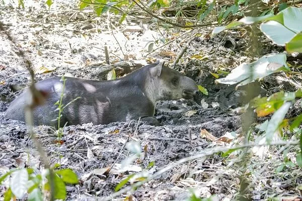 tapir dans le parc national de Corcovado, Costa Rica. Sejour sur mesure au Costa rica