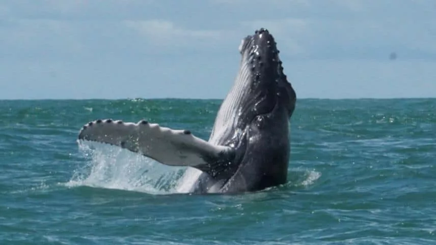 ​Le Costa Rica en septembre et octobre​, baleine a bosse parc marino ballena