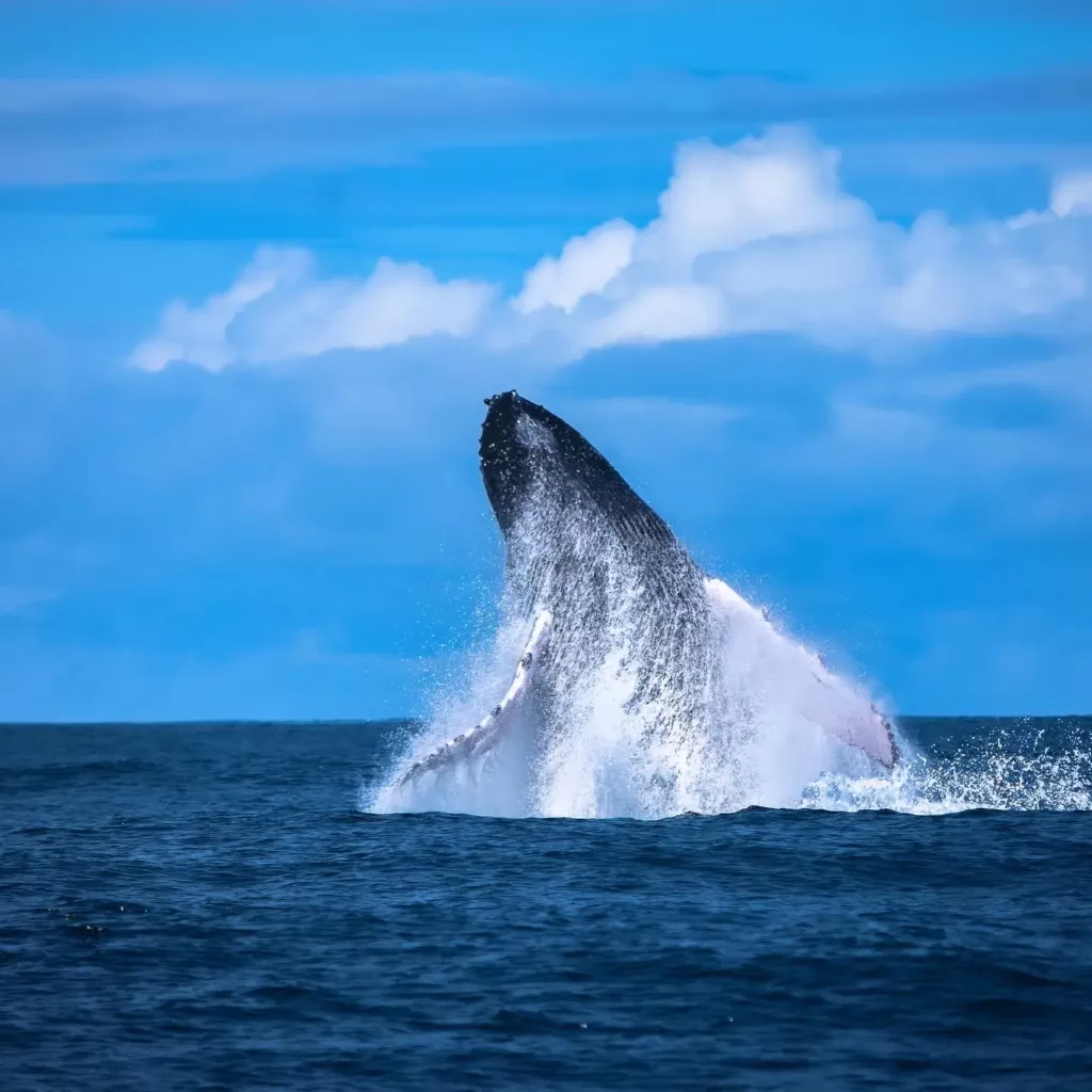 Activites au Costa Rica. observation des baleines a bosse