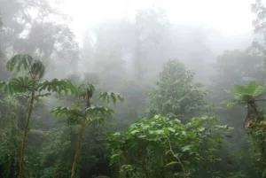 Quel budget prévoir pour 15 jours au Costa Rica ? Foret nuageuse de Monteverde