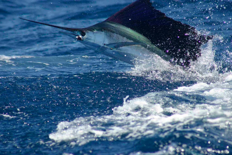 Activites et excursions au Costa Rica. Peche en mer.