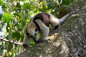 Agence locale francophone au Costa Rica