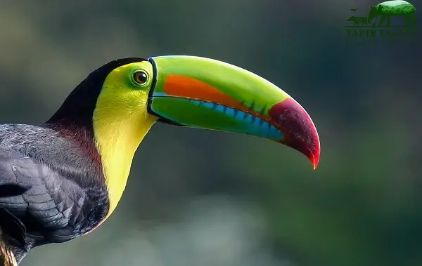 Circuits sur mesure au Costa Rica, vacances et voyage au Costa Rica, le toucan