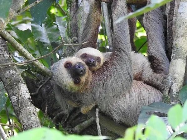 Circuits sur mesure au Costa Rica, sejour sur mesure au Costa Rica, les paresseux