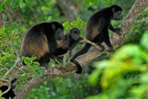 Circuits sur mesure au Costa Rica