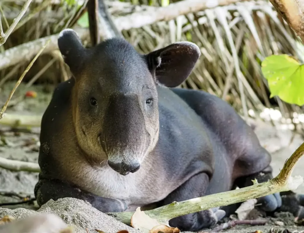 Circuits sur mesure au Costa Rica, voyager en famille au Costa Rica, les tapirs