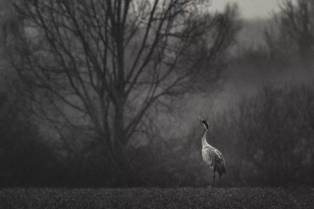 Wildlife Photographer of the Year 2025: Emmanuel Tardy, sejour sur mesure au Costa Rica
