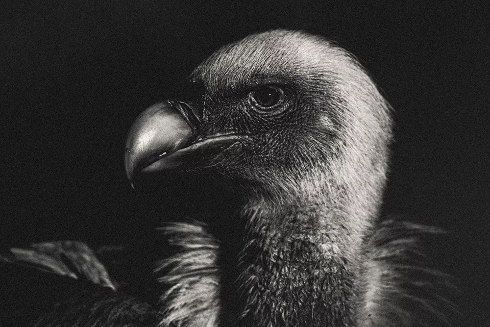Wildlife Photographer of the Year 2025: Emmanuel Tardy, partir au Costa Rica