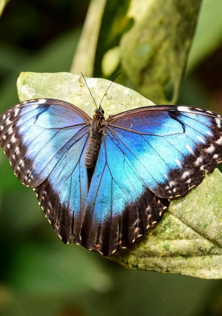 Papillon Blue Morpho. Aerial Tram ou téléphérique de la jungle au Costa Rica. Voyager au Costa Rica
