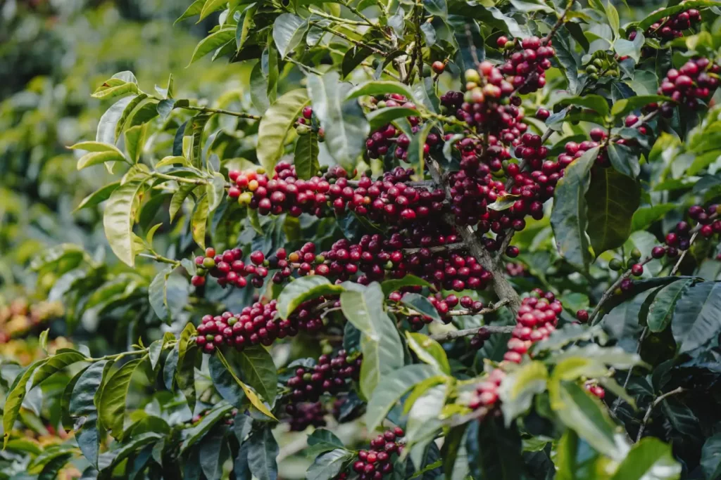 Le cafe du Costa Rica, voyage au Costa Rica