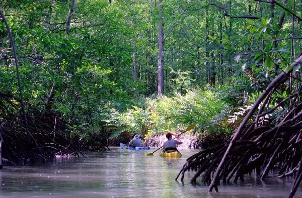 Le Canoë ou le Kayak au Costa Rica, les mangroves, sejour sur mesure au Costa Rica