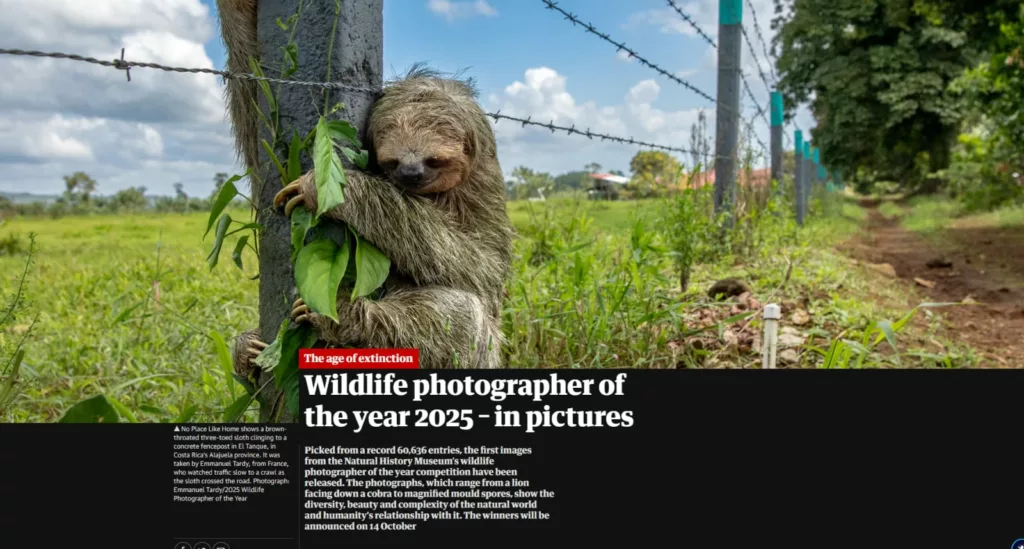 Wildlife Photographer of the Year 2025: Emmanuel Tardy, voyage sur mesure au Costa Rica