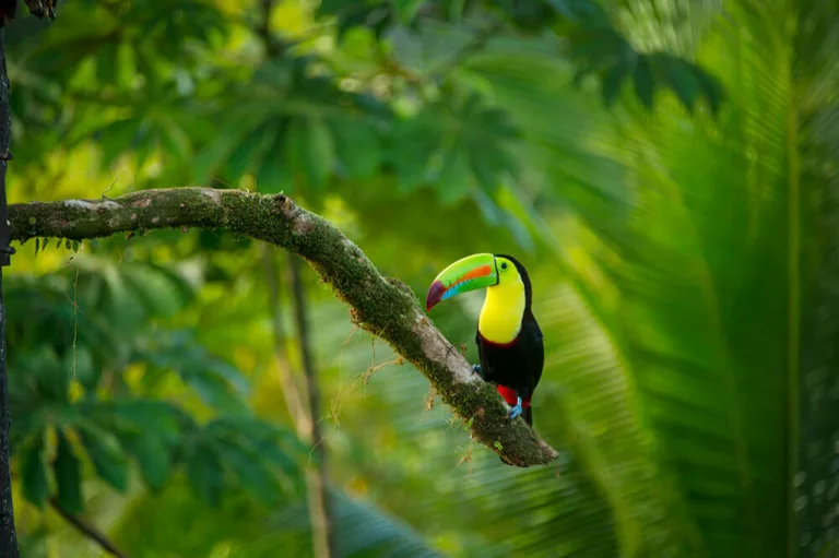 le laguna del lagarto lodge5