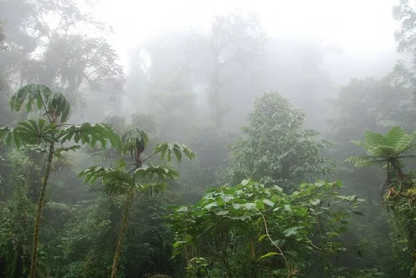 La forêt nuageuse pendant la saison des pluies au Costa Rica, quand partir au Costa Rica