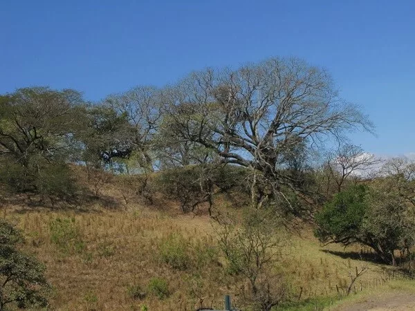 La forêt tropicale sèche au Costa Rica, voyage sur mesure au Costa Rica