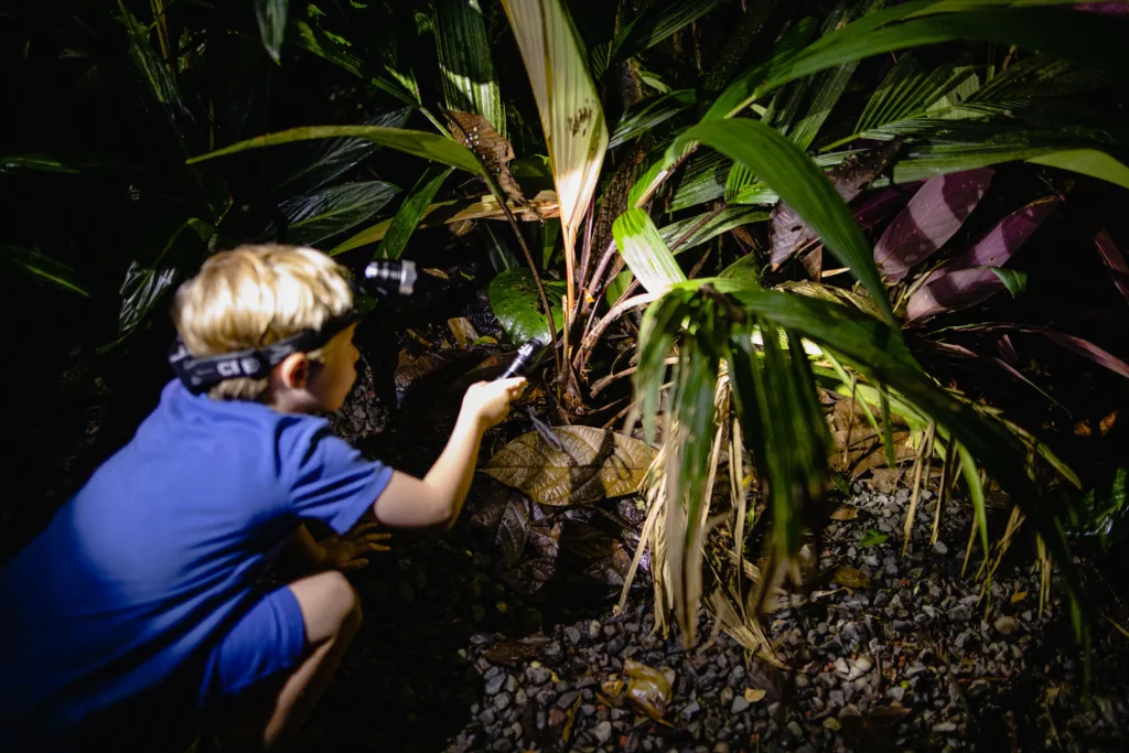 Randonnées à pied au Costa Rica, observations nocturnes