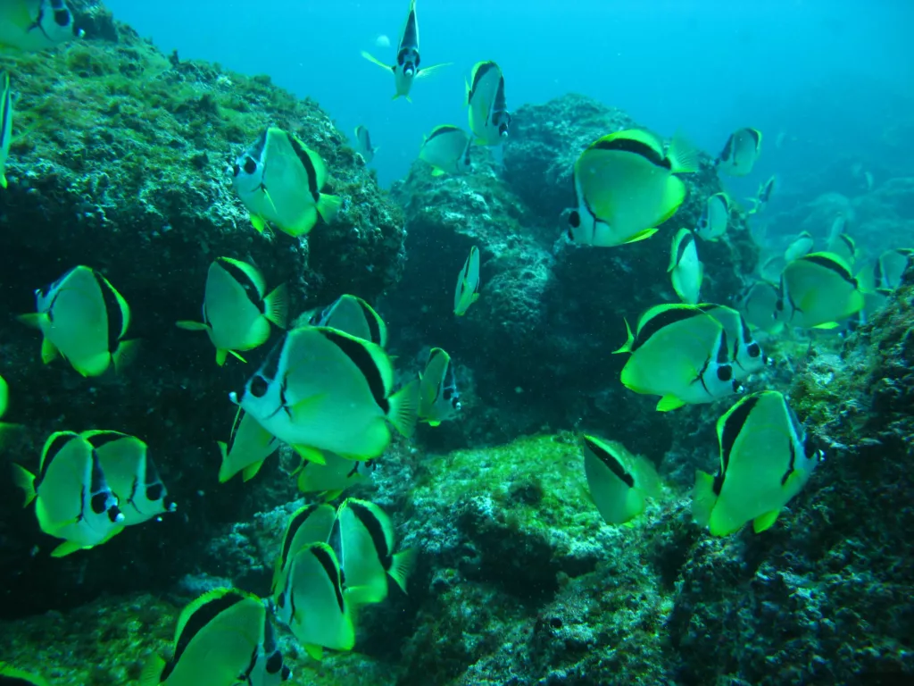 La plongée sous-marine au Costa Rica, sejour sur mesure au Costa Rica.