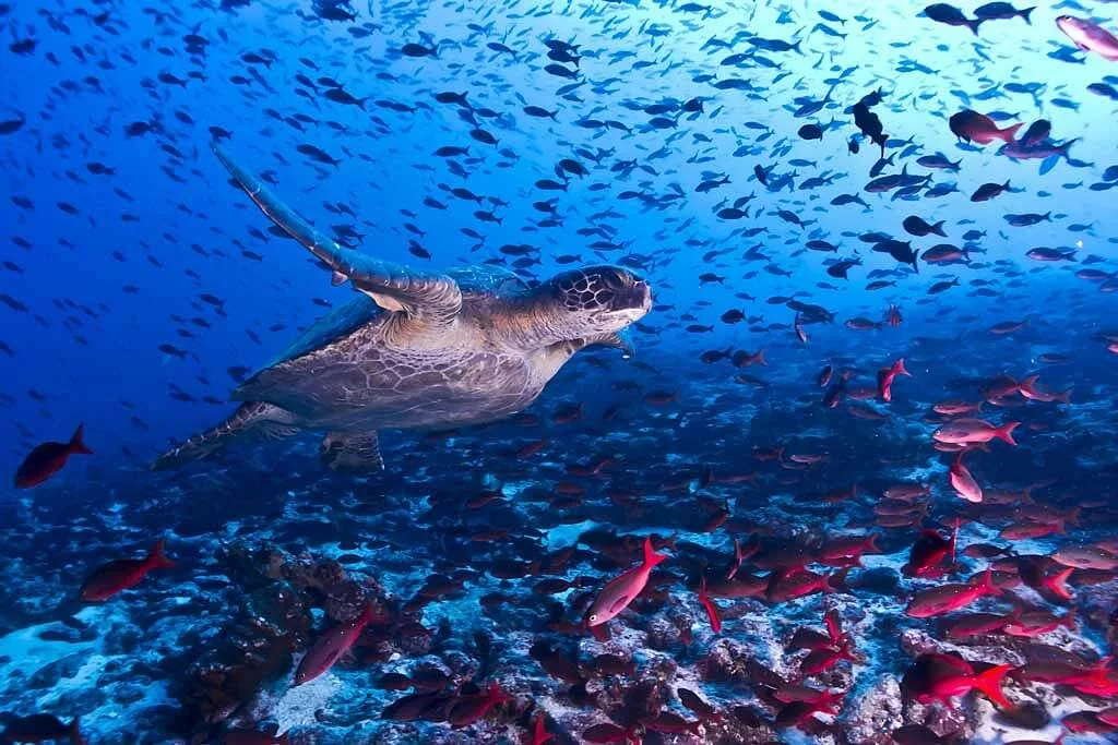 La plongée sous-marine au Costa Rica, voyager au Costa Rica.