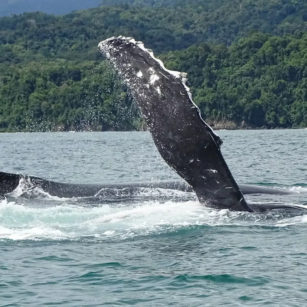 Sejour sur mesure avec une agence locale francophone au Costa Rica