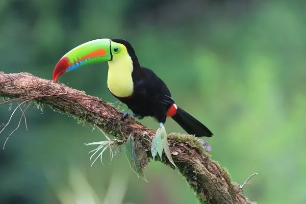 Oiseau toucan, partir au Costa Rica