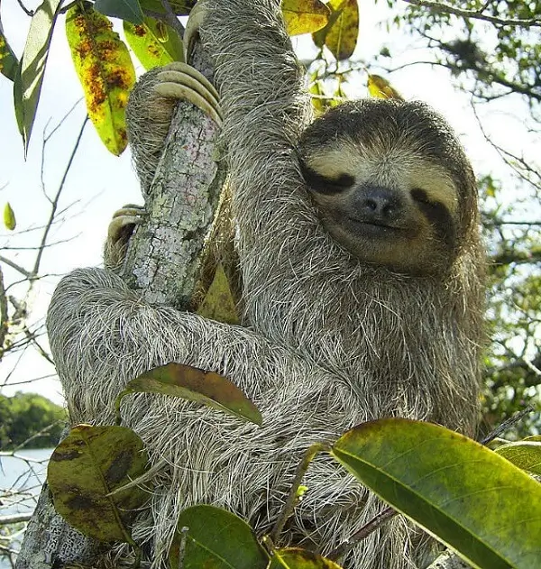 ​singe paresseux à trois doigts, sejour sur mesure avec une agence locale francophone au Costa Rica