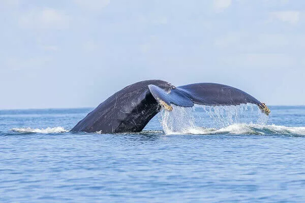 Baleine a Bosse au Costa Rica, voyage avec une agence locale francophone au Costa Rica