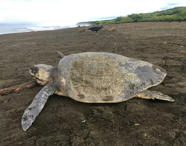Tortue verte a Tortuguero, parc national incontournable, partir au Costa Rica en famille