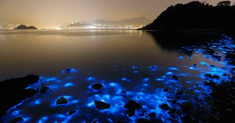 Bioluminescence au Costa Rica : une expérience magique à vivre en famille