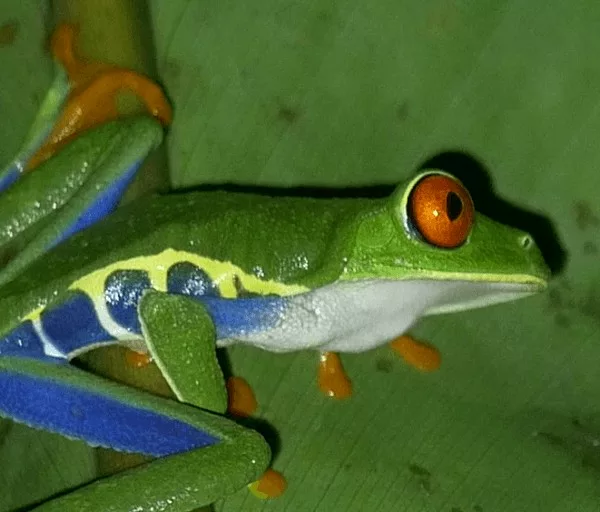 Grenouille arboricole au Costa Rica, sejour de 15 jours au costa Rica