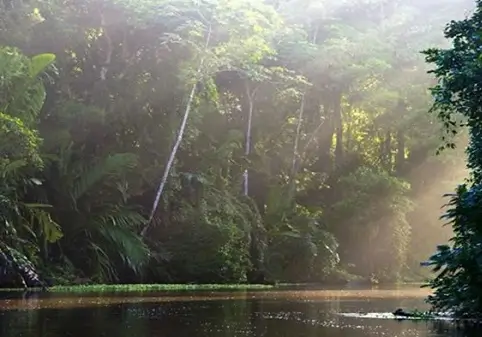 Les canaux de Tortuguero au Costa Rica, flore et faune du Costa Rica