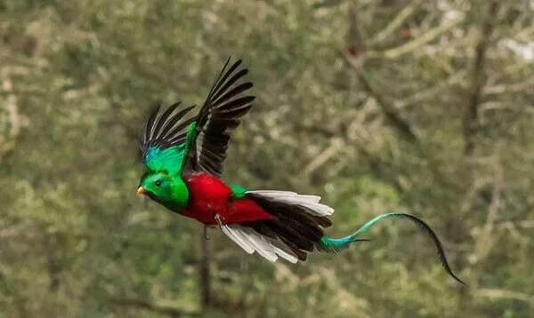 Le quetzal resplendissant a Monteverde Costa Rica.
Voyager en famille au Costa Rica