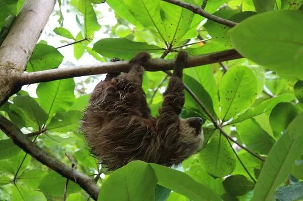 Paresseux dans le parc national Manuel Antonio. Séjour sur mesure avec une agence francophone locale