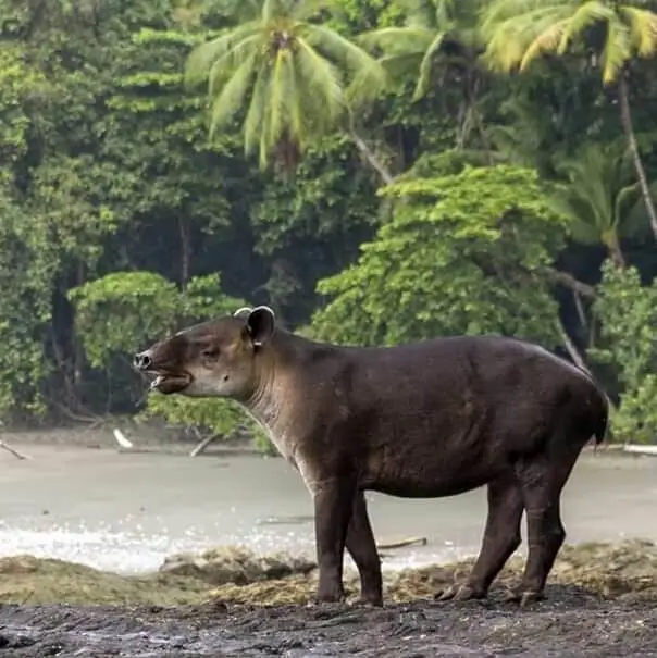 Le tapir dans le parc national de Corcovado au Costa Rica