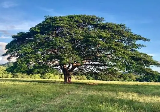 Le Guanacaste, arbre du Costa Rica. Voyager au Costa Rica