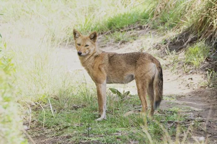 Le Coyote, mammiferes du Costa Rica